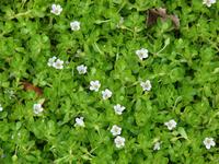 Бакопа мелколистная (Bacopa monnieri)