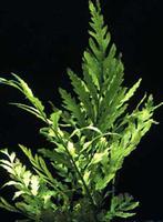 Болбитис Геделоти или Конголезкий папоротник (Bolbtis hendelotii)