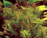 Бутырлак двухтычинковый (Peplis diandra, Didiplis diandra)