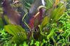 Echinodorus Kleiner Bar