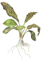 Ехінодорус Червоне полум’я (Echinodorus Red Flame), SG33