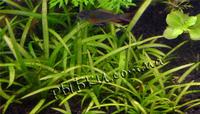 Ехінодорус ніжний (Echinodorus tenellus) 5 штук, SG26