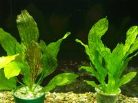 Эхинодорус "Оцелот зеленый" (Echinodorus "Ozelot green")