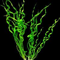 Эхинодорус Везувий (Echinodorus vesuvius)