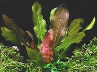 Ехінодорус (Echinodorus "Rose" Red) розмір S