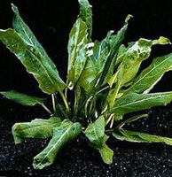 Физостегия пурпурная (Physostegia purpurea)