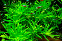 Гетерантера остролистная (Heteranthera zosterifolia)