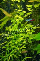 Гидрокотила трипартита (Hydrocotyle tripartita), SG8