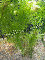 Гидротрихе хоттоницветная (Hydrotriche hottoniiflora)