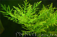 Гигрофила деморфная, синема (Hygrophila difformis)