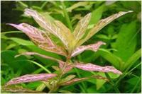 Гигрофила многосемянная (Hygrophila polysperma)