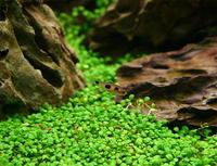 Глоссостигма элатиновидная, Глоссостигма повойничковая (Glossostigma elatinoides)