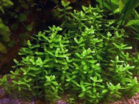 Хедиотис (Hedyotis salzmannii)