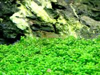 Хемиантус куба (Hemianthus callitrichoides Cuba)