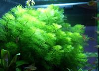 Кабомба каролінська (Cabomba caroliniana)