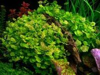 Кардамин, сердечник японский, сердечник лировидный (Cardamine lyrata)