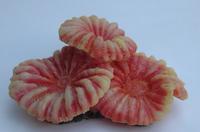 Корал для акваріума Vitality SH 014 штучний