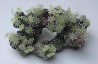 Корал для акваріума Vitality SH 305 штучний