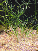 Кринум волнистый (Crinum calamistratum) SG41