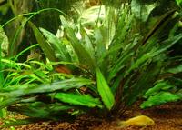 Криптокорина Печа (Cryptocoryne petchii)