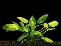 Криптокорина понтедериелистная (Cryptocoryne pontederiifolia)