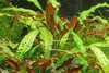 Криптокорина родственная (Cryptocoryne affinis)
