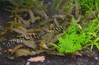 Криптокорина вендта (Cryptocoryne wendtii), SG27