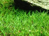 Лилеопсис бразильский (Lilaeopsis brasiliensis)