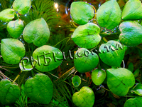 Лимнобиум побегоносный (Limnobium stoloniferum)