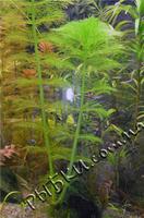 Амбулия королевская (Limnophila aquatica), SG18