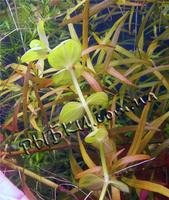 Ліндернія індійська (Lindernia Indica), SG34