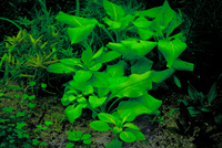 Лобелия пурпурная (Lobelia cardinalis)