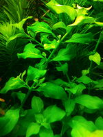 Людвигия болотная (Ludwigia palustris)