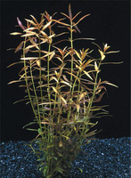 Людвигия дугообразная (Ludwigia arcuata)