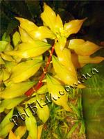 Людвигия гибридная (Ludwigia repens), SG24