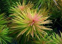 Людвигія кубинська (Ludwigia inclinata var. verticillata «Cuba»)