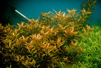 Людвигия ползучая (Ludwigia repens)