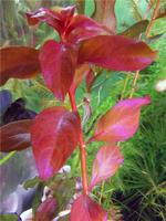 Людвигія Рубін (Ludwigia Rubin), SG30