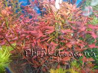 Людвигія Супер Ред (Ludwigia palystris «super red»), SG9