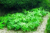 Лютик водный (Ranunculus inundatus)