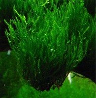 Мох пламя (Flame moss)