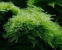 Мох рождественский SG42