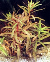 Незея педицилата (Nesaea pedicellata)