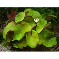 Нимфея раджа (Nymphaea rudgeana)