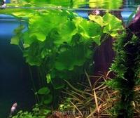 Нимфоидес Флиппер (Nymphoides sp. Flipper)