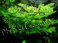 Папороть мереживний (Ceratopteris siliguosa), SG29