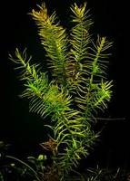 Пеплис двухтычинковый (Didiplis diandra)