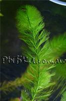 Перистолистник ялинковий (Myriophyllum elatinoides), SG4