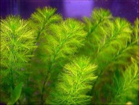 Перистолистник хвостиковидный (Myriophyllum hippuroides)