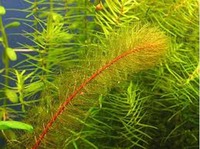 Перистолистник разнолистный (Myriophyllum heterophyllum)